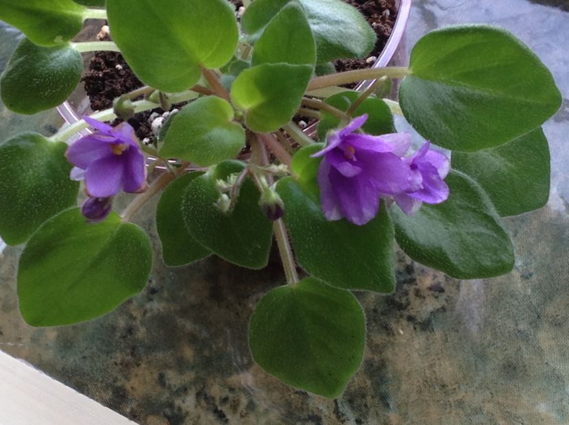  - Rob s HumptyDoo sport