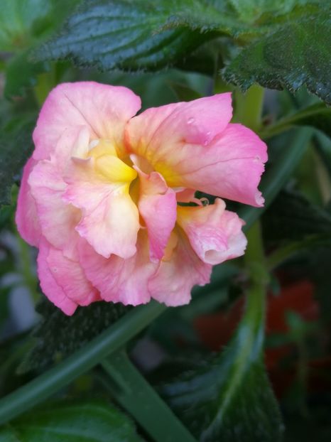  - Achimenes 2018