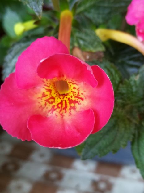  - Achimenes 2018