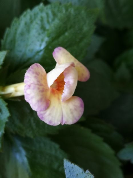  - Achimenes 2018