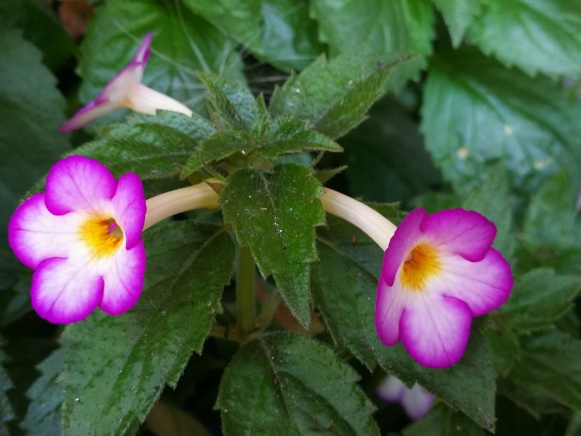  - Achimenes 2018