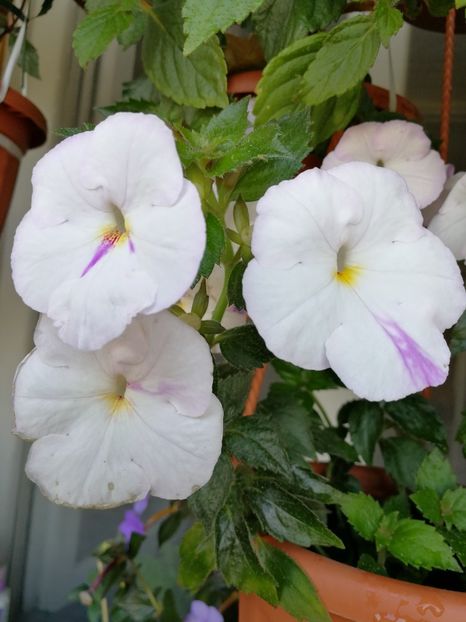  - Achimenes 2018