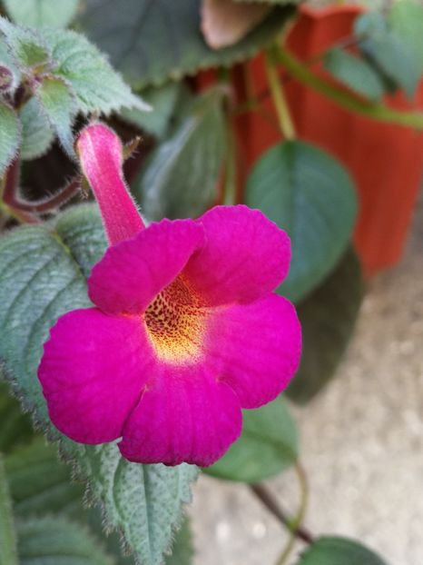 - Achimenes 2018