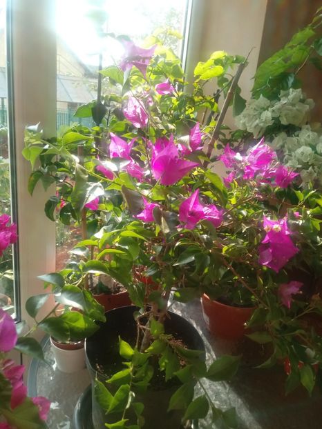  - Bougainvillea