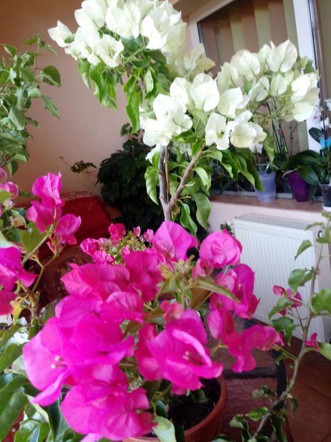  - Bougainvillea