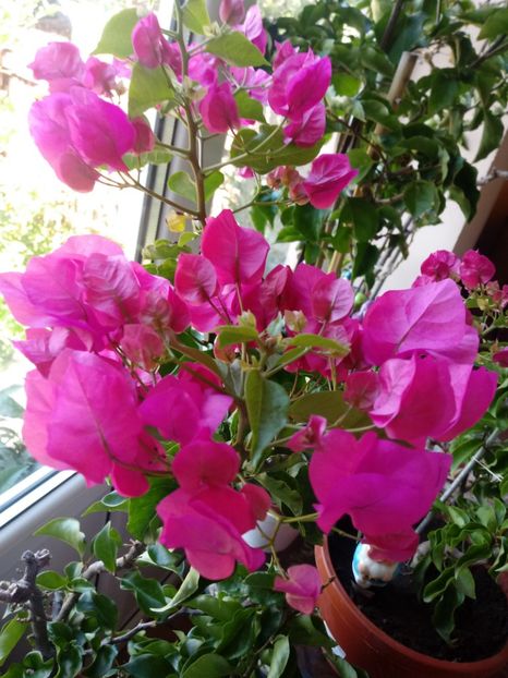  - Bougainvillea