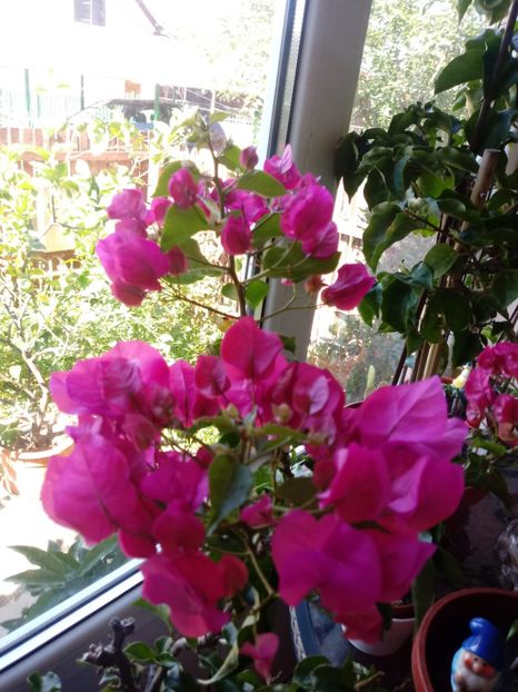  - Bougainvillea