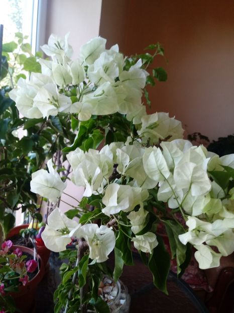  - Bougainvillea