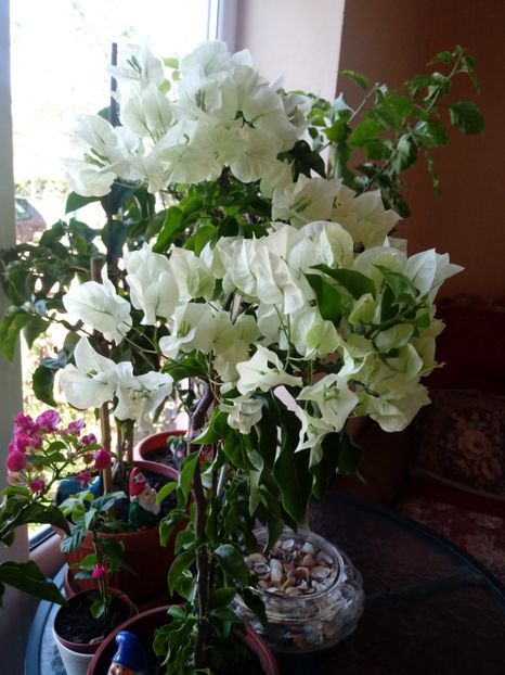  - Bougainvillea