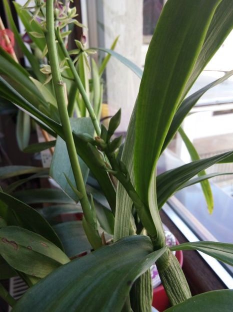 Encyclia - florile mele dragi