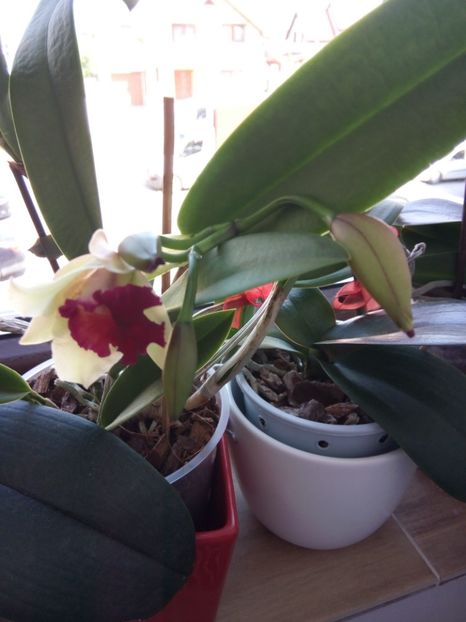 Cattleya - florile mele dragi