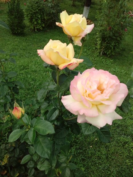  - TRANDAFIRI 2018-2019