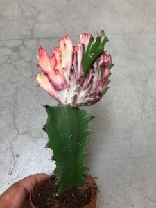  - Vand cactusi Euphorbia Lactea Cristata 30 lei
