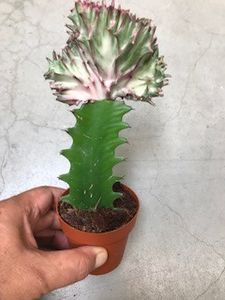  - Vand cactusi Euphorbia Lactea Cristata 30 lei