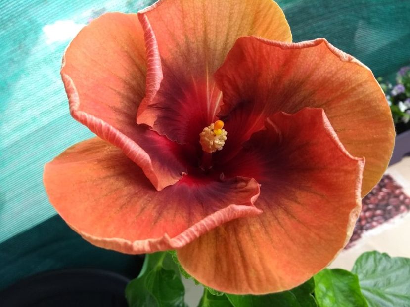  - Tahitian Dark Congo