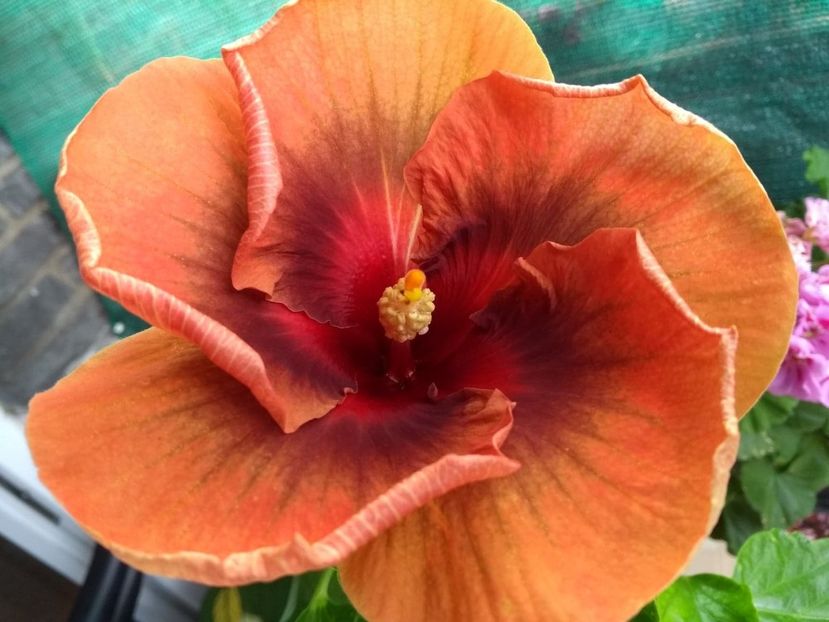  - Tahitian Dark Congo