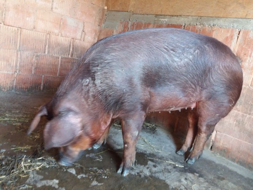 Scrofita prima gestatiie - Duroc