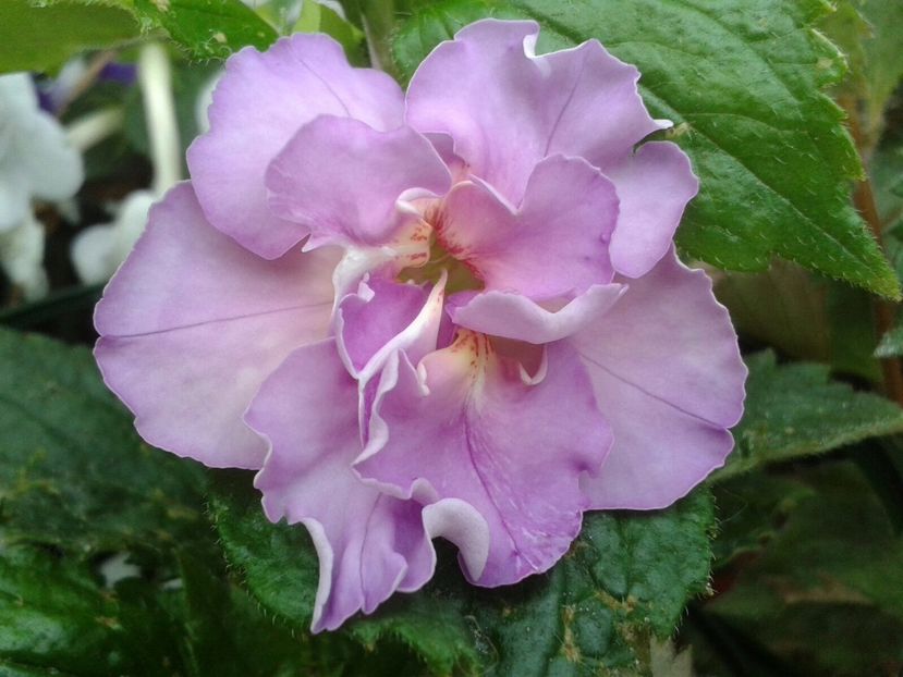Blue English Rose - Achimenes și Kohleria 2018