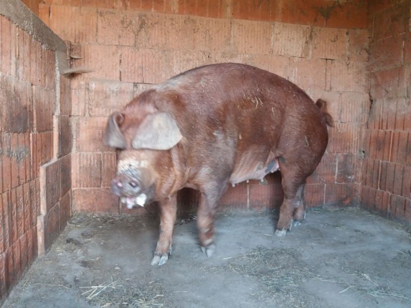  - Duroc