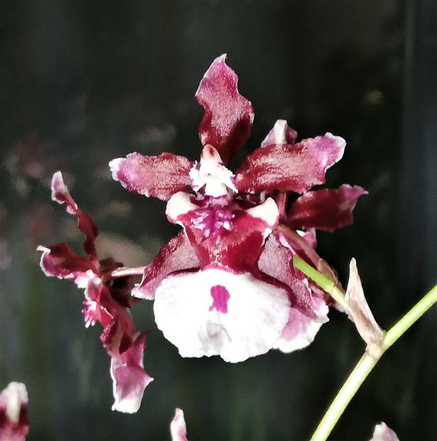 Sharry Baby - Oncidium