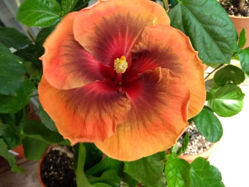  - Tahitian Dark Congo