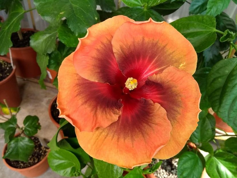  - Tahitian Dark Congo