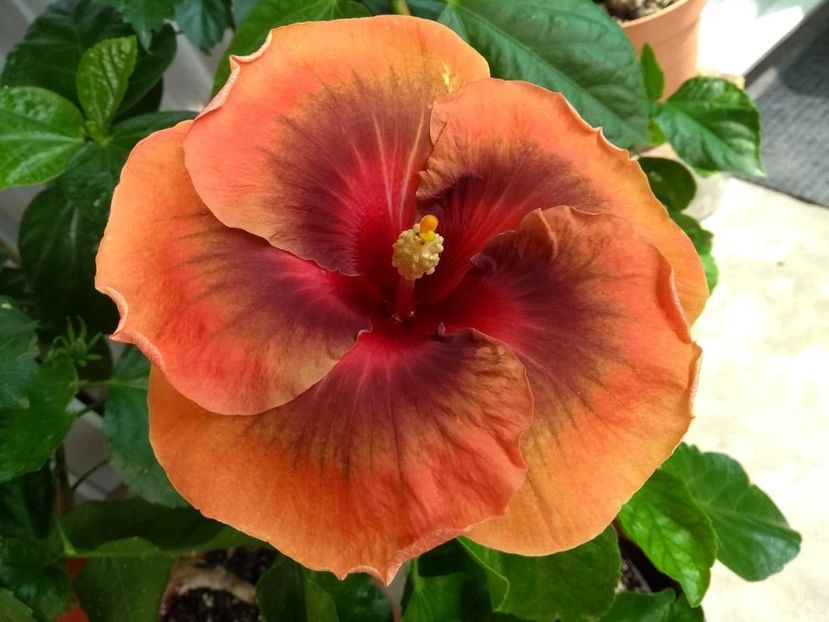  - Tahitian Dark Congo