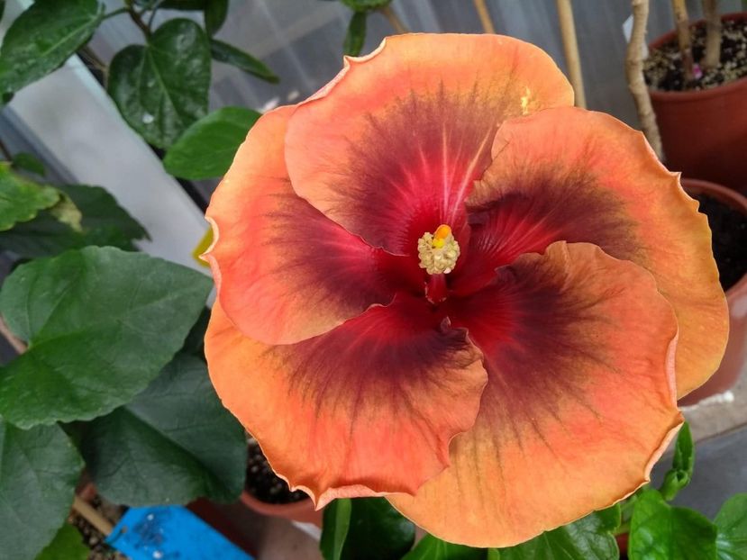  - Tahitian Dark Congo