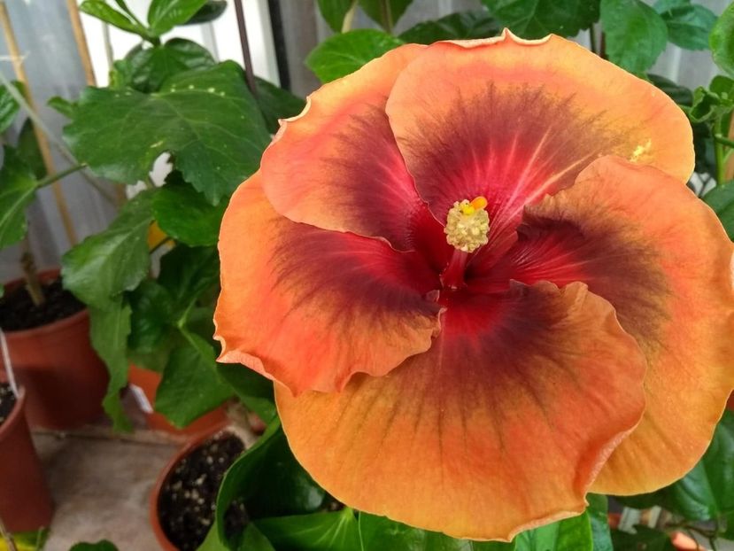  - Tahitian Dark Congo