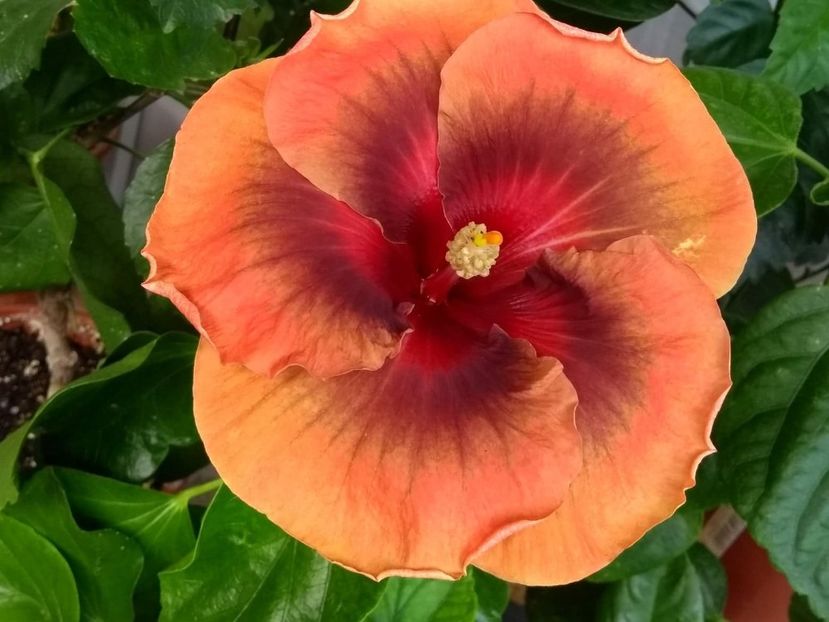  - Tahitian Dark Congo