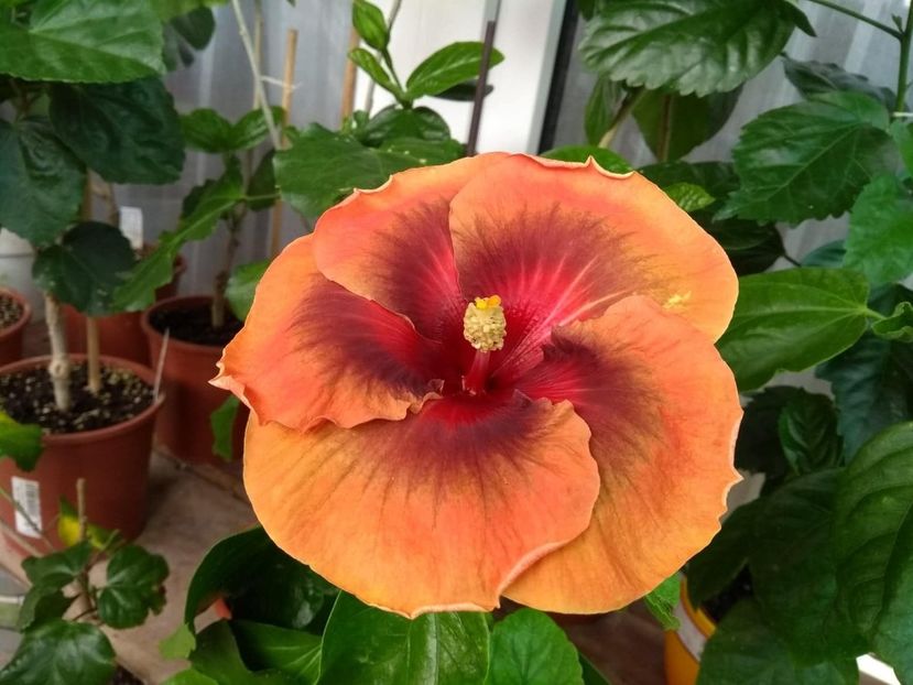  - Tahitian Dark Congo