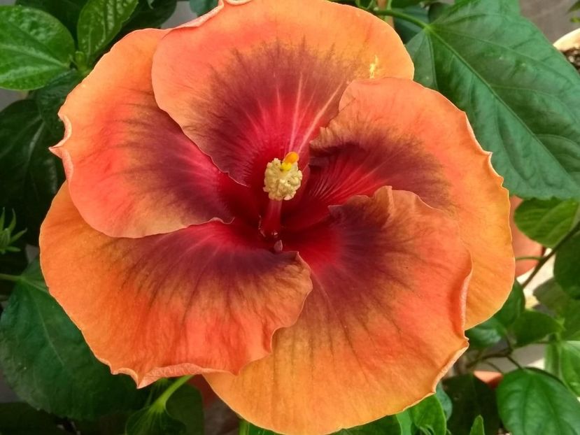  - Tahitian Dark Congo