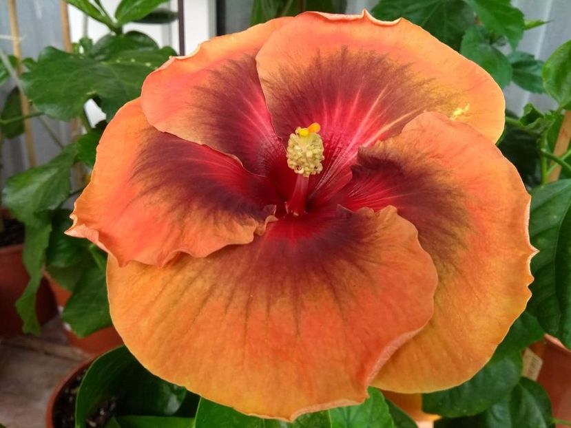  - Tahitian Dark Congo