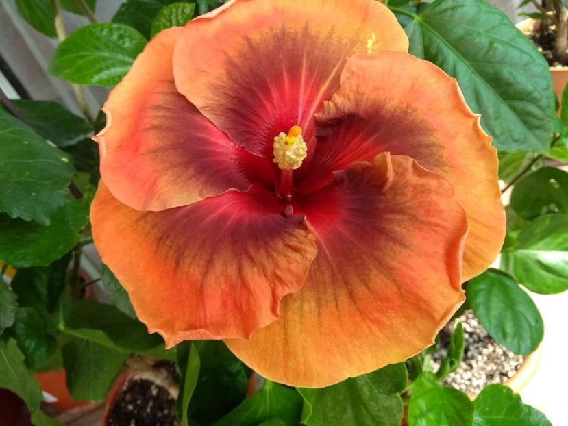  - Tahitian Dark Congo