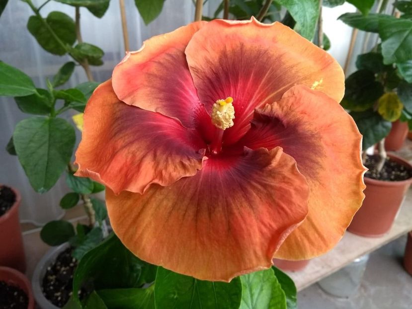  - Tahitian Dark Congo