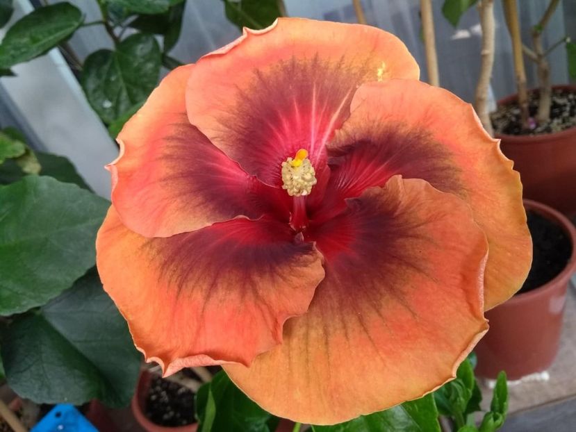  - Tahitian Dark Congo