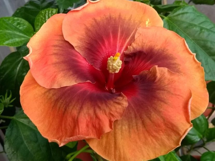  - Tahitian Dark Congo