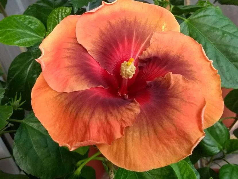  - Tahitian Dark Congo