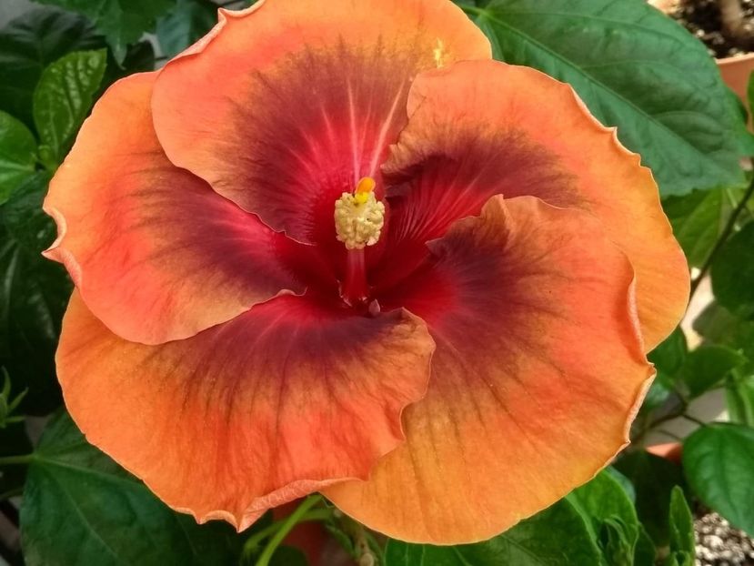  - Tahitian Dark Congo