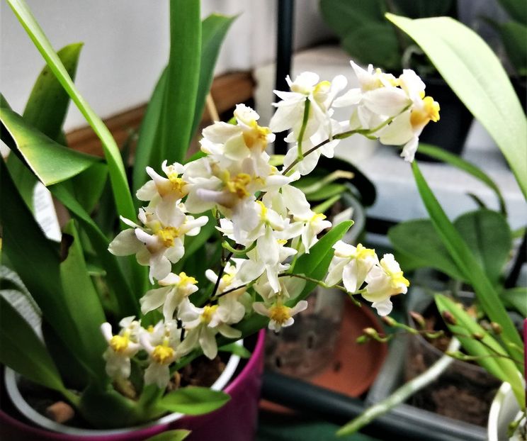  - Oncidium