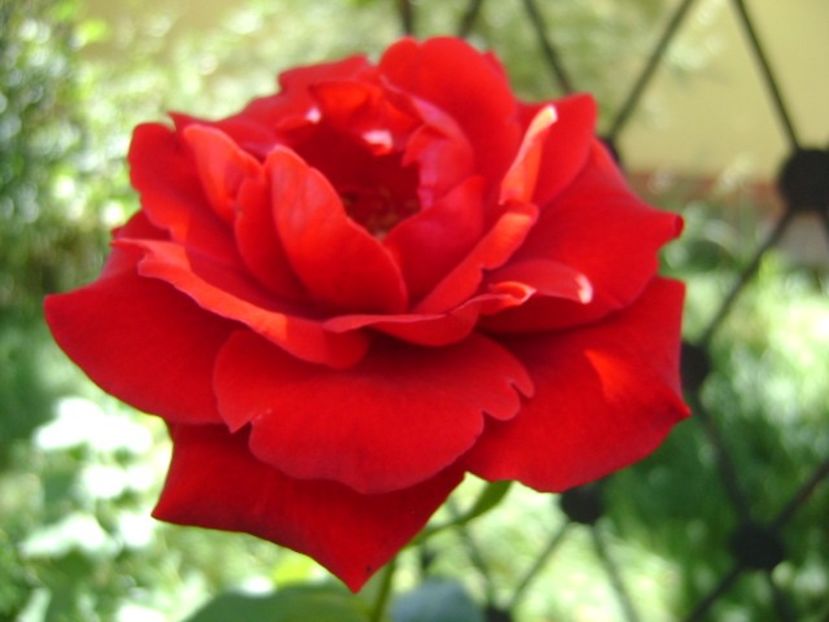 Trandafir - r Vara 2016-2017-2018-2019