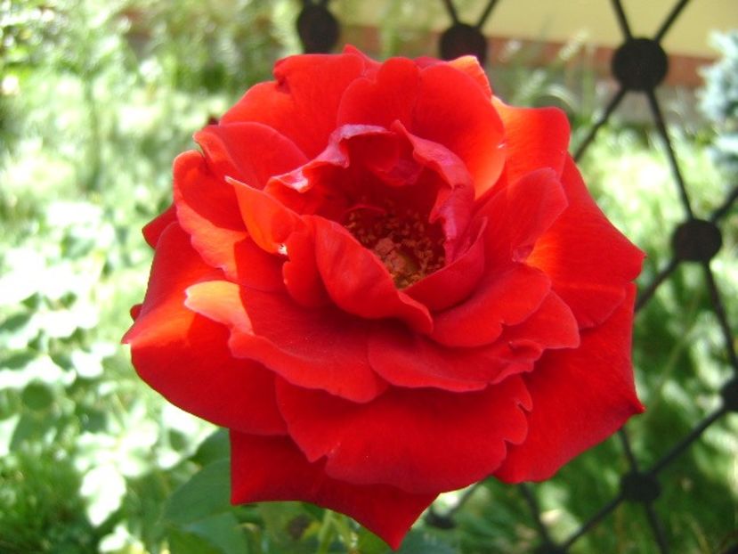 Trandafir - r Vara 2016-2017-2018-2019