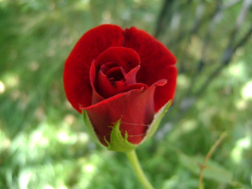 Trandafir - r Vara 2016-2017-2018-2019