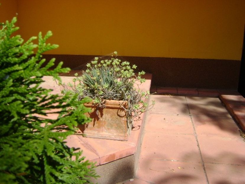 Suculente - r Vara 2016-2017-2018-2019