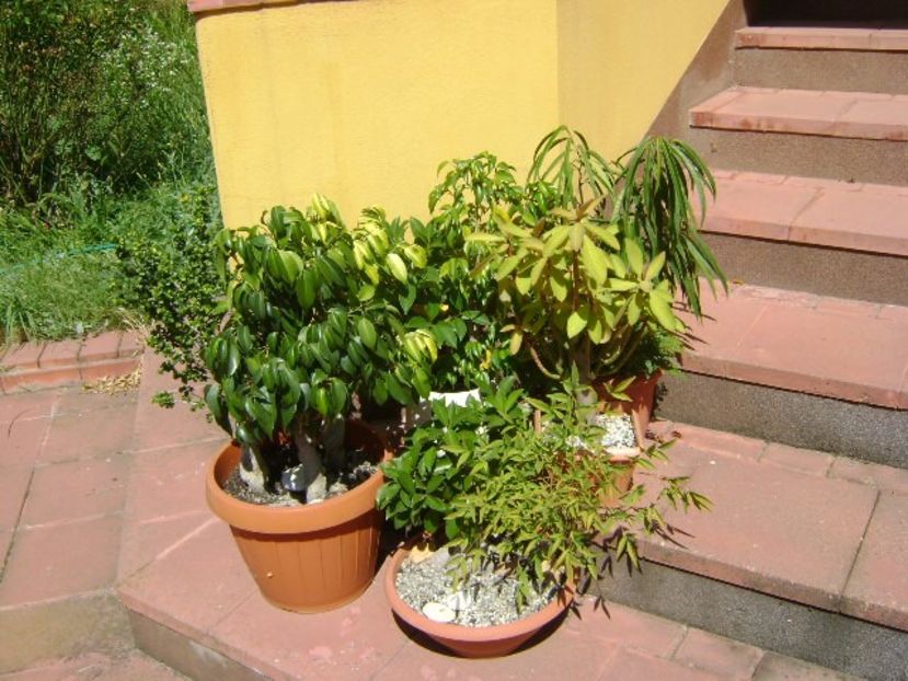 Ficusi bonsai - r Vara 2016-2017-2018-2019