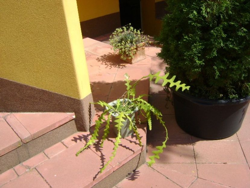 Cactus zig-zag - r Vara 2016-2017-2018-2019