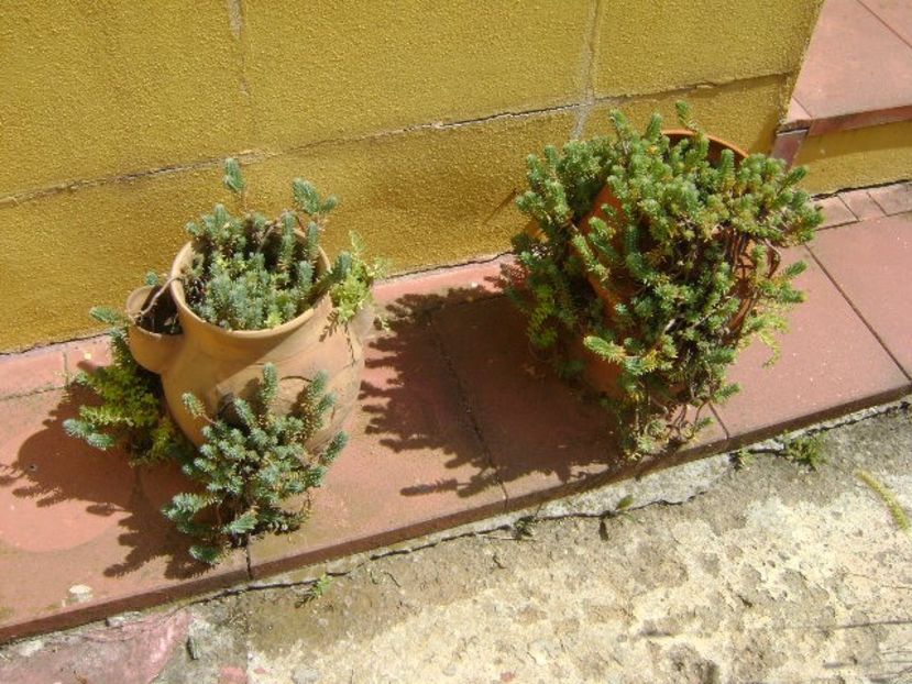 Suculente - r Vara 2016-2017-2018-2019