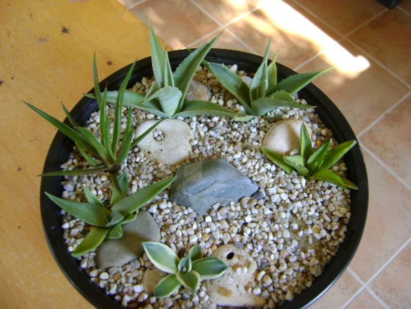 Grup de 6 lastari de agave - Agave si Yucca 2018