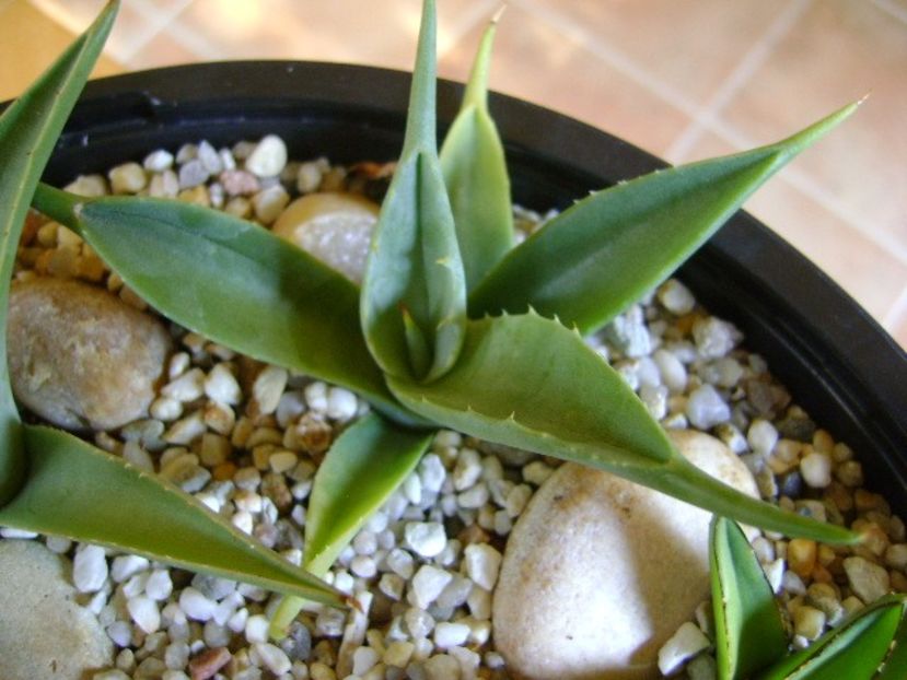 Agave sp. din seminte - Agave si Yucca 2018