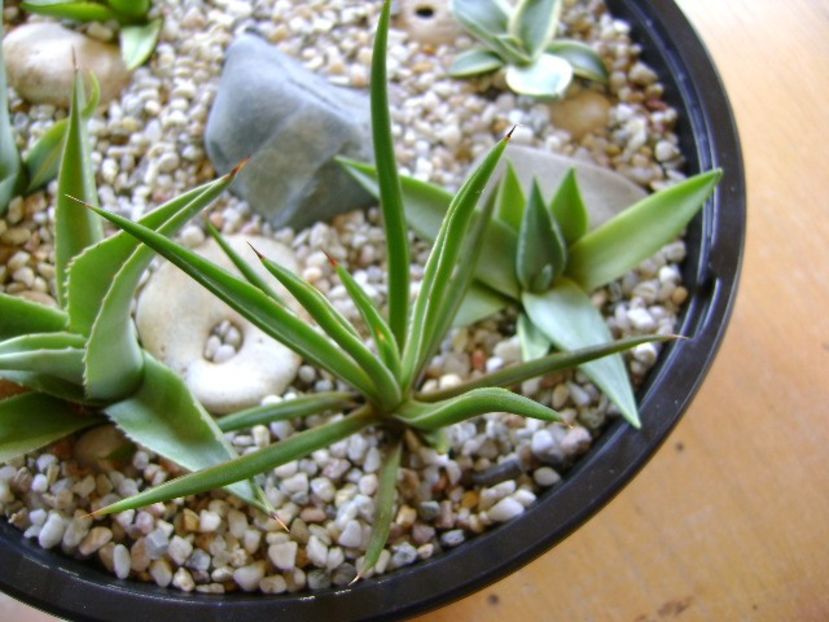 Agave sp. din seminte - Agave si Yucca 2018